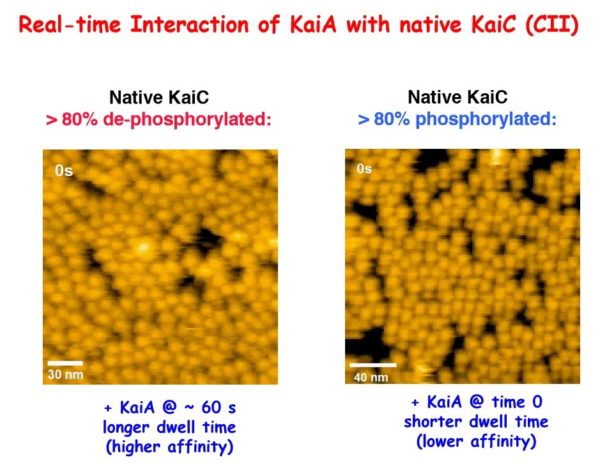 comparison showing sparser interactions among phosphorylated sample