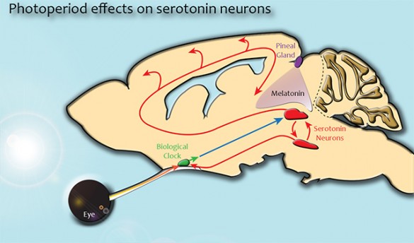 map of neuropathways in the brain