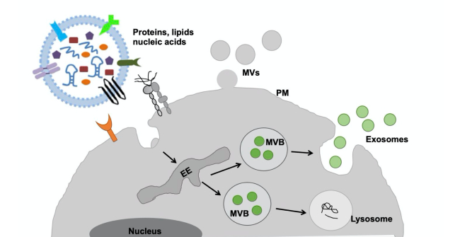 Extracellular vesicle illustration