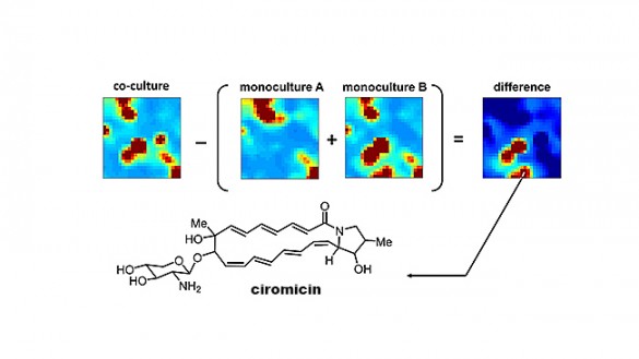 Circomicinfigure Bacterial Fight Club Ciromicin