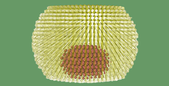 rendering showing red dot encased within a squashed yellow dot