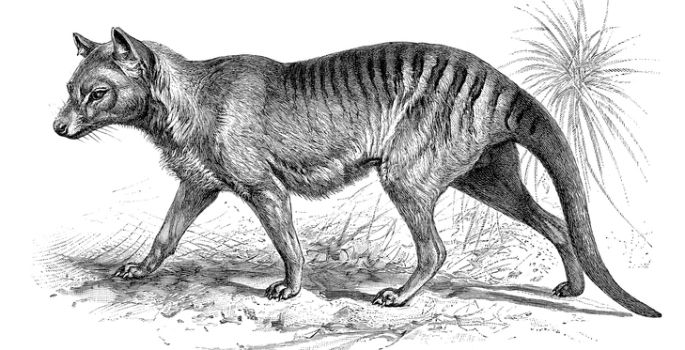 Vanderbilt University