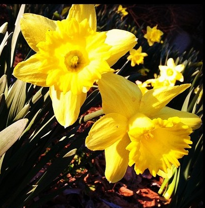 Vanderbilt University