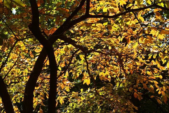 Vanderbilt University