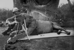 black and white photo of hunter posing beside dead lion