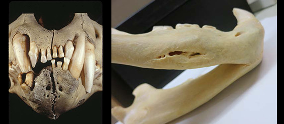 close-up photos of jaw bones and teeth