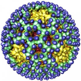 reovirus280px (courtesy of Terence Dermody)