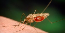 Original Title: A.funestus_1.50sRGB