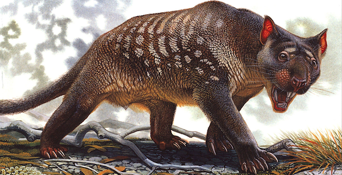 drawing of dark colored lion with light spots looking rather angry