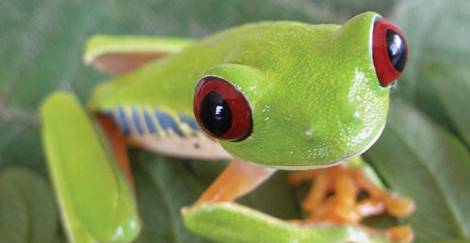 small adorable green frog with red eyes