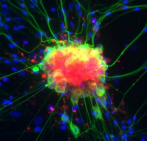 cox2-crop Neurons and glial cells