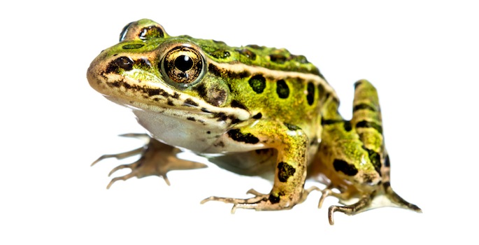 frog on a white background