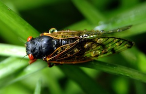 cicada