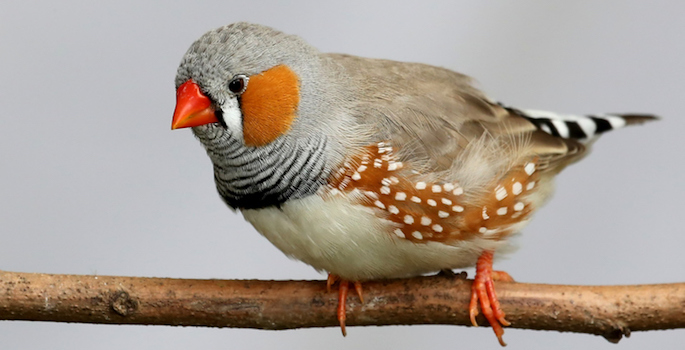 Male zebra finch perched on a branch