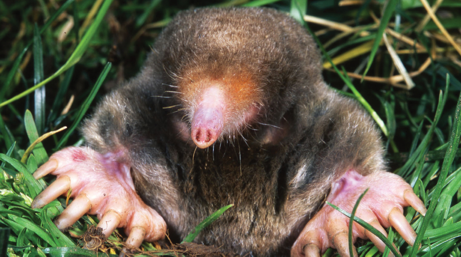 Vanderbilt University