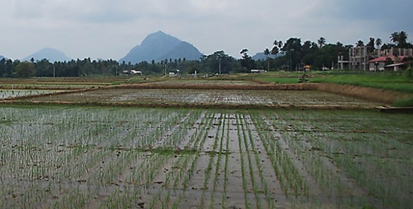 paddygilliganweb rice paddy
