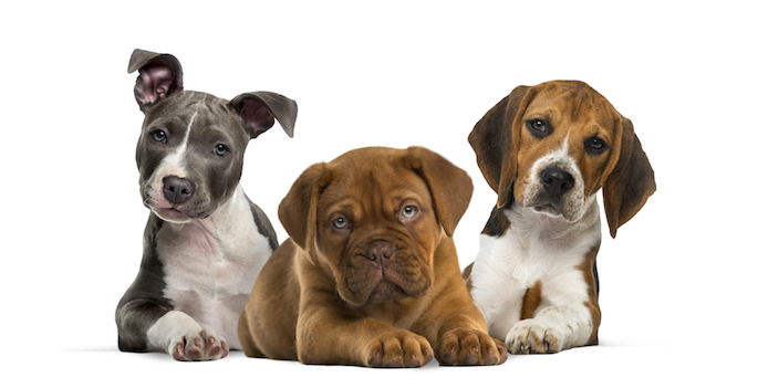 Group of puppies lying against white background