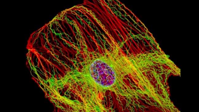 Vanderbilt University