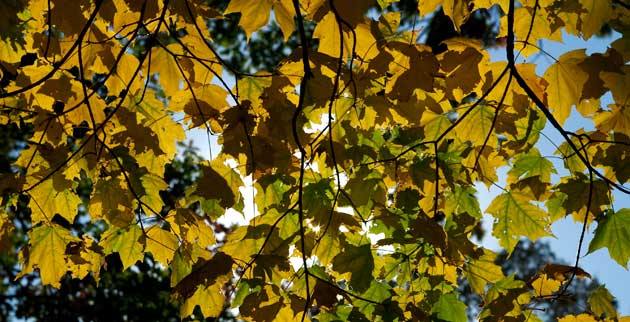 Vanderbilt University