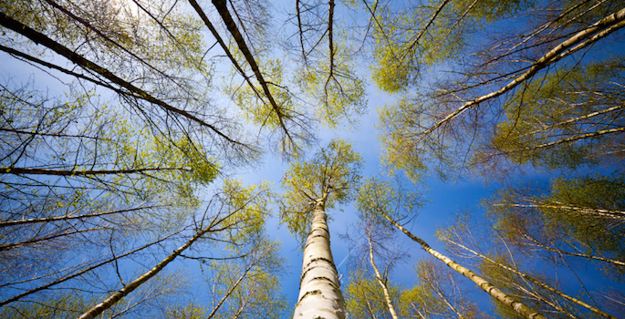 happy trees seeking the sun