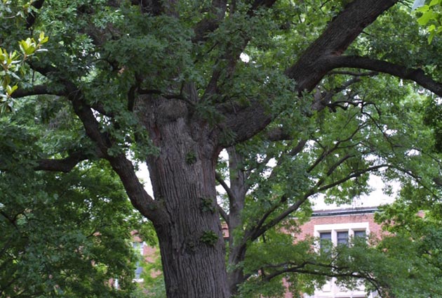 Vanderbilt University