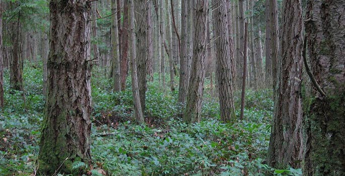 (Image courtesy of Tom Harpel, Wikimedia Commons)