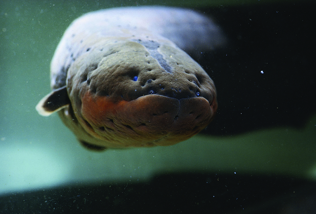 The anatomy of electric eels helped inspire creation of the first battery. Biologists have determined that a 6-foot electric eel can generate about 600 volts of electricity. (TOM MCHUGH / SCIENCE SOURCE)