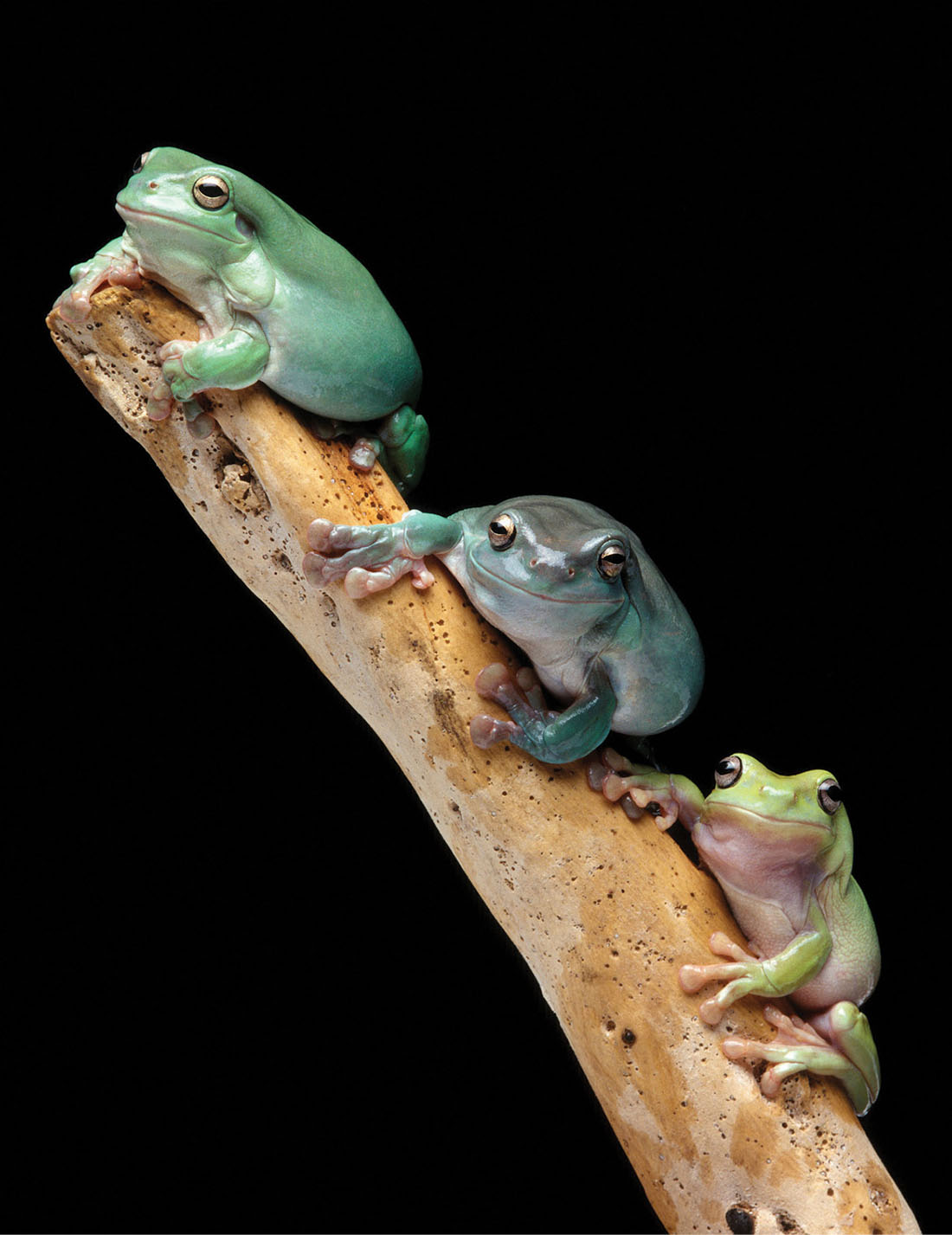 Tree frogs