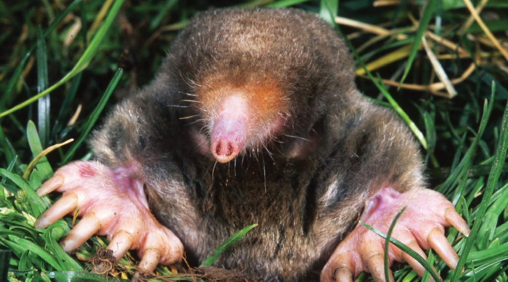 Mole