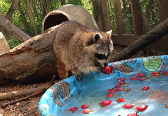 A raccoon at Walden's Puddle. 
