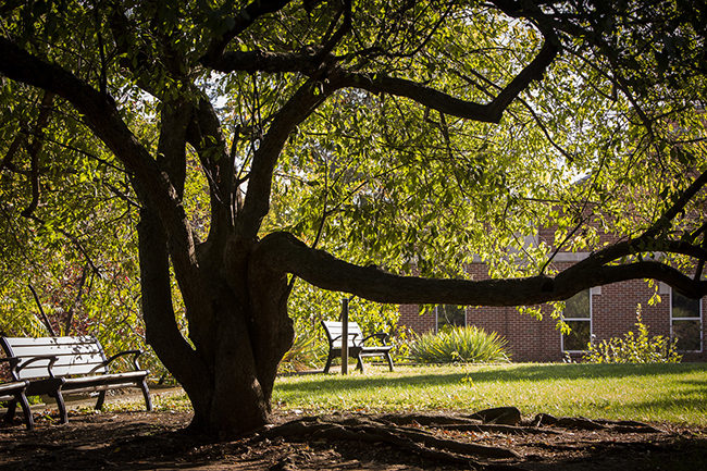 Tree on the Vanderbilt campus (Vanderbilt University)