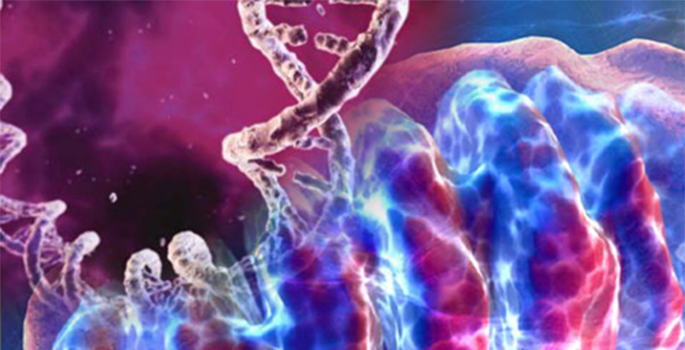 mitochondria dna image