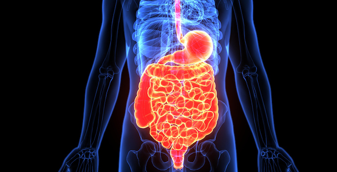 The human digestive system consists of the gastrointestinal tract plus the accessory organs of digestion (the tongue, salivary glands, pancreas, liver, and gallbladder).