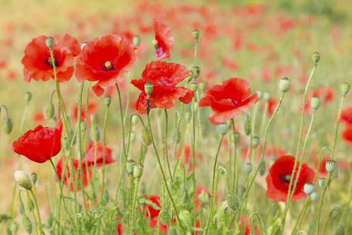 Vanderbilt University