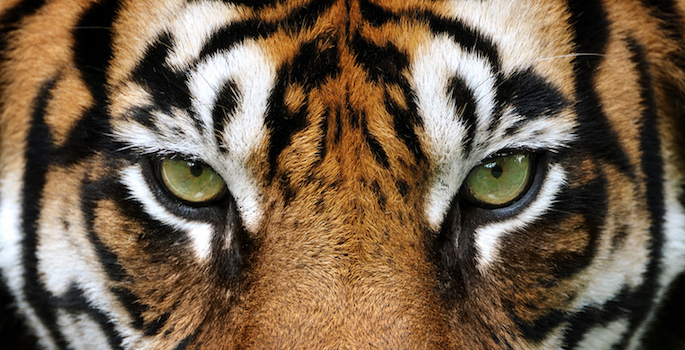 close-up of a tiger