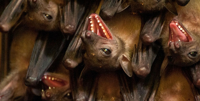 Vanderbilt University