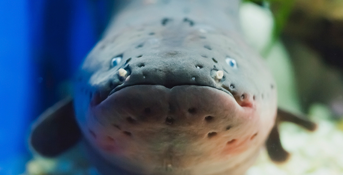eel face closeup