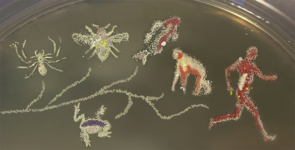 Robert Brucker illustration of evolutionary branches of the tree of life using different color bacteria in petri dish