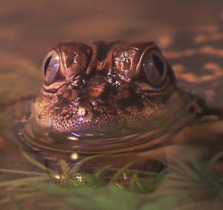 326_20121102173708-gatoreyesTodd gator baby