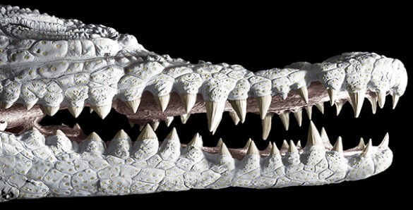 326_20121102174105-NilecrocodileSEM Nile crocodile