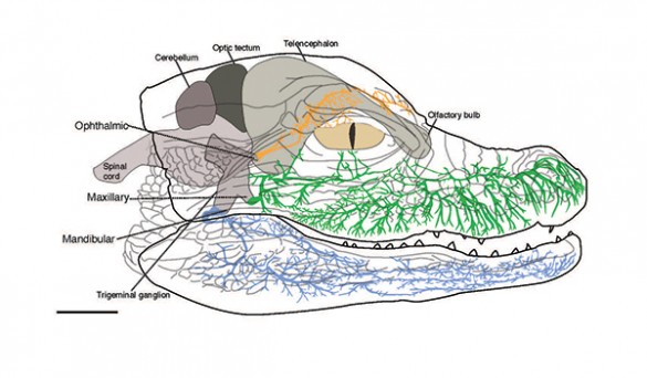 326_20121102174232-Figurealligatorinnervation600 Alligator innervation diagram