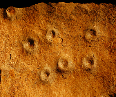 Conichnus burrows are trace fossils. The surface bumbs represent vertical tubes that were originally occupied by anemone-like animals that may have fed on Ediacaran larvae. (Simon Darrroch / Vanderbilt)