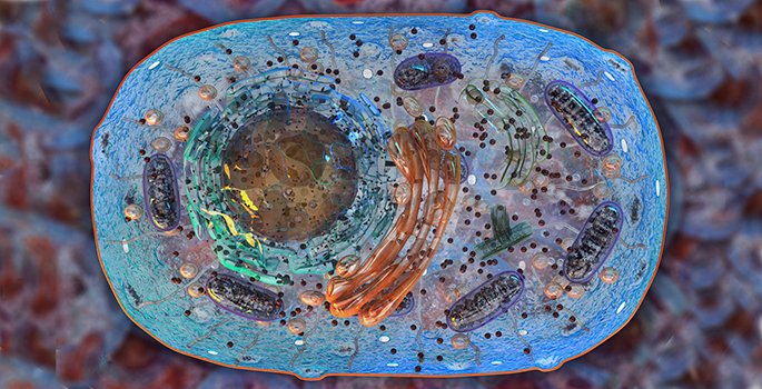 x-ray of cell showing cell bodies