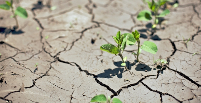 plants trying to grow through cracks in desiccated soil