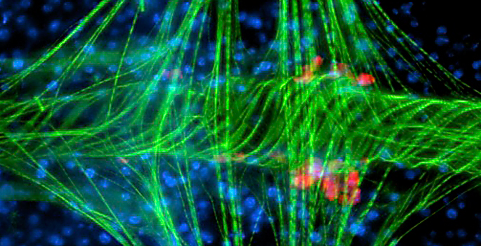 mosquito circulatory system