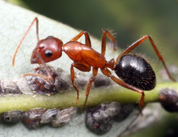 Florida carpenter ant