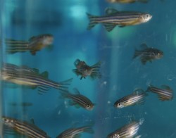 Zebrafish Photos by Joe Howell