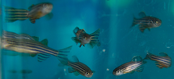 zebrafish574px (Joe Howell / Vanderbilt)