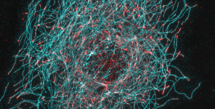 Vanderbilt University