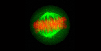 Vanderbilt University